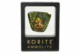 Iridescent Ammolite (Fossil Ammonite Shell) - Greens & Blues #336289-1